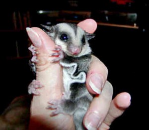 sugargliger