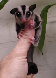 Sugar Glider Care