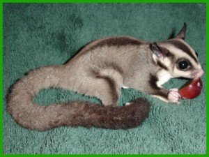 Sugar Glider Care