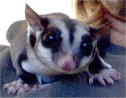 Sugar Glider Care