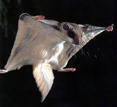 Sugar Glider Care