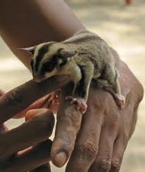 Sugar Glider Care