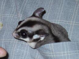 Sugar Glider Care