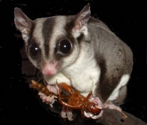 Sugar Glider Care