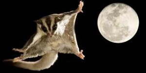 Sugar Glider Care