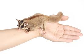 Sugar Glider Care