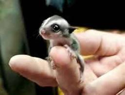 Sugar Glider Care